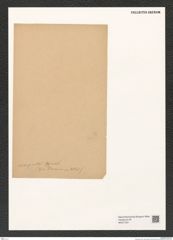 Diatomeae indet. Zeichnungen Sammlung Grunow (NHMW-BOT-W0377251)